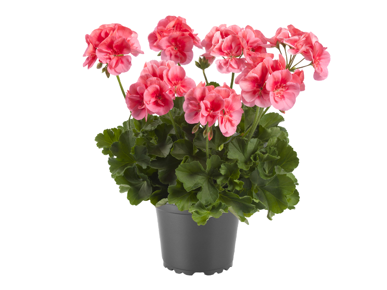 Geranio rosa fiorito in un vaso grigio