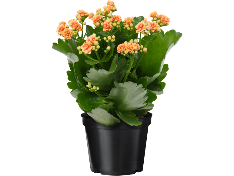 Pianta in vaso con fiori arancioni in un vaso nero