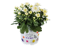 Crisantemo bianco in vaso con testo 'Seasonal Colours' e decorazioni di farfalle/fiori.