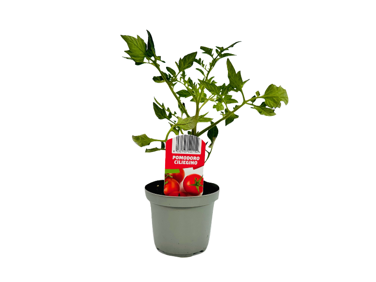 Pianta di pomodoro ciliegino in vaso con etichetta.