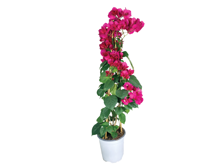 Bougainvillea fucsia in vaso bianco, con fiori vivaci e foglie verdi, guidata da pali di bambù.