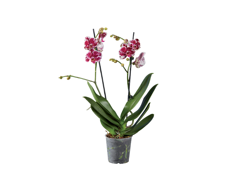 Orchidea Phalaenopsis con fiori maculati rossi e bianchi in un vaso trasparente.