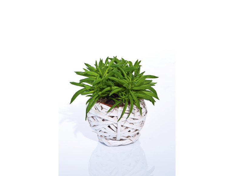 Pianta verde in vaso di vimini bianco su sfondo bianco.