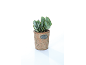 Pianta succulenta in vaso di terracotta con placca metallica con scritta 'PLANTS'.