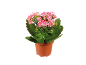 Pianta di kalanchoe con fiori rosa in vaso marrone.