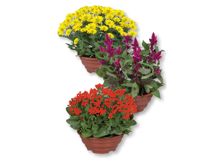 Tre piante in vaso: crisantemi gialli, celosia viola e kalanchoe rosso.