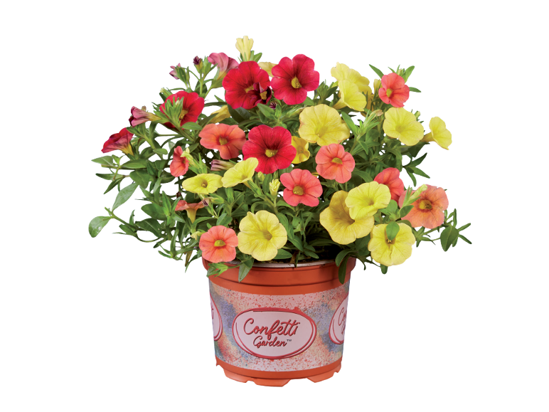 Pianta in vaso con fiori rossi, gialli e arancioni, con etichetta 'Confetti Garden'.