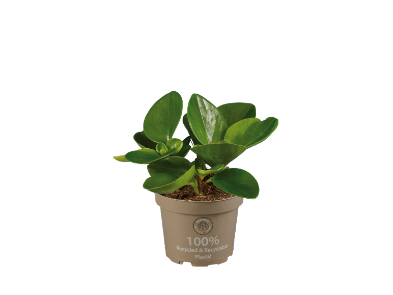Pianta verde in vaso di plastica 100% riciclata e riciclabile.
