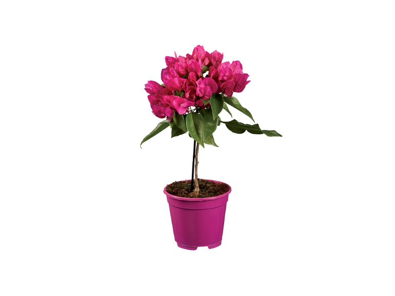 Pianta di bouganville in fiore con fiori rosa fucsia in un vaso viola.