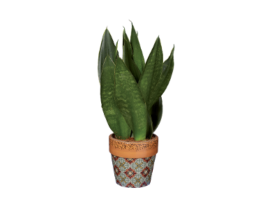 Piante verdi