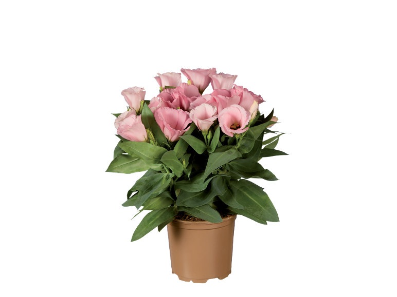 Pianta in vaso con fiori di lisianthus rosa e foglie verdi.