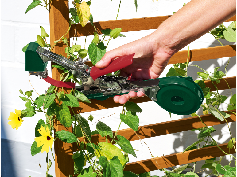 Attrezzo manuale per legare le piante, che fissa una pianta a un traliccio di legno.