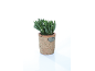 Pianta succulenta verde in vaso di terracotta con placca metallica