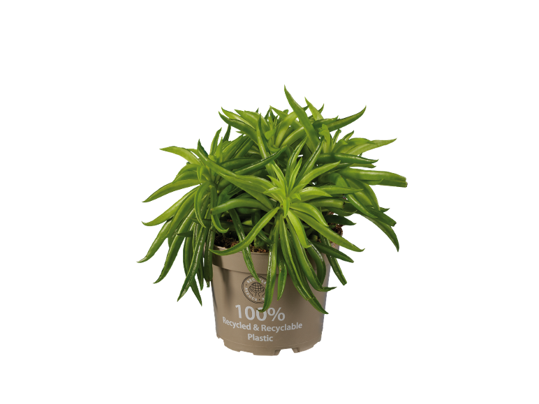 Pianta verde in vaso marrone con etichetta '100% Recycled & Recyclable Plastic'.
