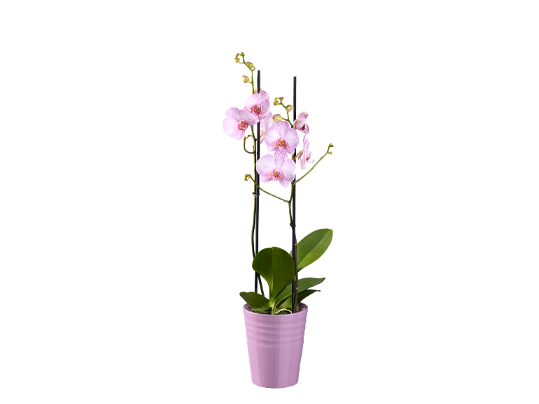 Orchidea Phalaenopsis in vaso rosa su sfondo nero.