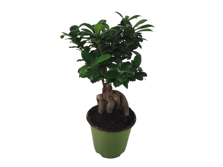 Pianta bonsai verde in vaso con terriccio scuro.