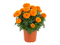 Vaso di calendule arancioni vivaci con fiori in fiore e fogliame verde lussureggiante.