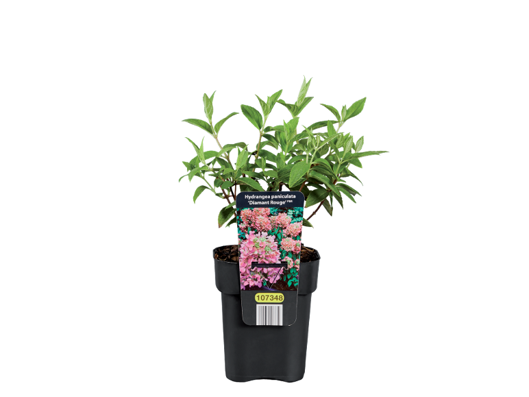 Pianta di ortensia paniculata in vaso con foglie verdi e fiori rosa, con etichetta.