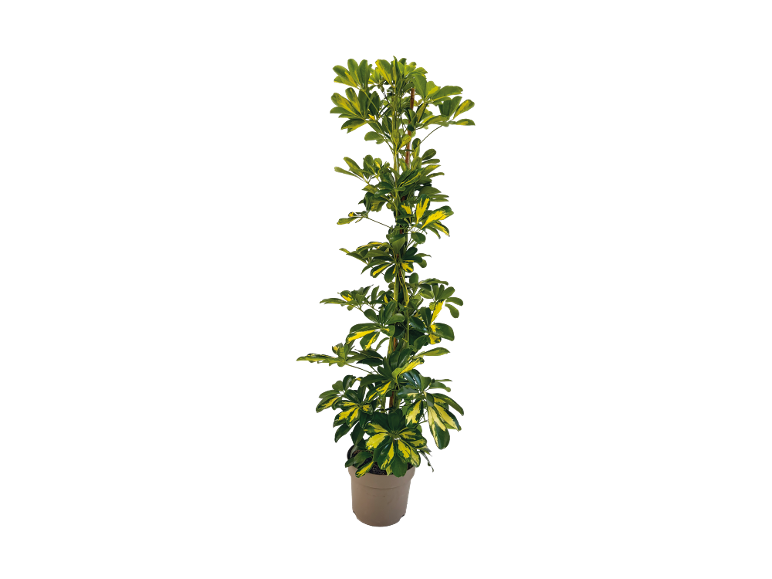 Pianta da interno Schefflera variegata in vaso marrone.