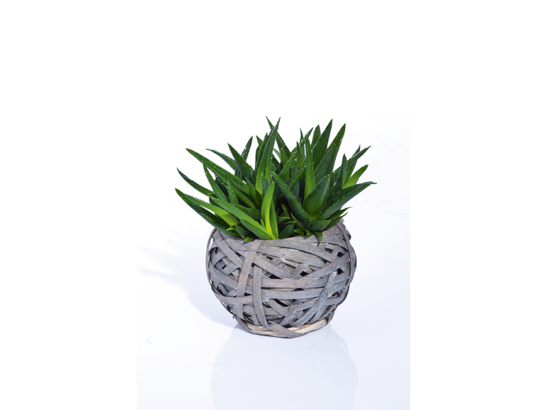 Pianta di aloe vera in vaso di legno intrecciato su sfondo bianco.