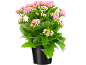 Pianta in vaso con fiori rosa e foglie verdi.