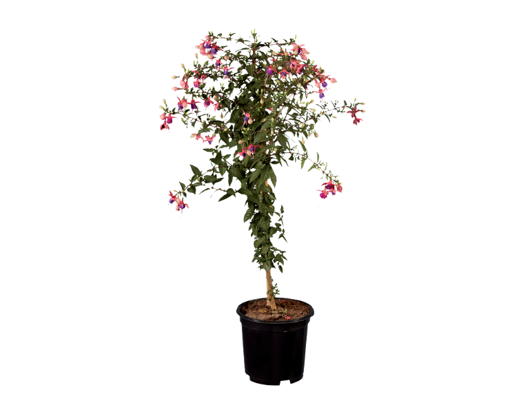Fucsia in vaso con fiori rosa e viola, su sfondo nero.