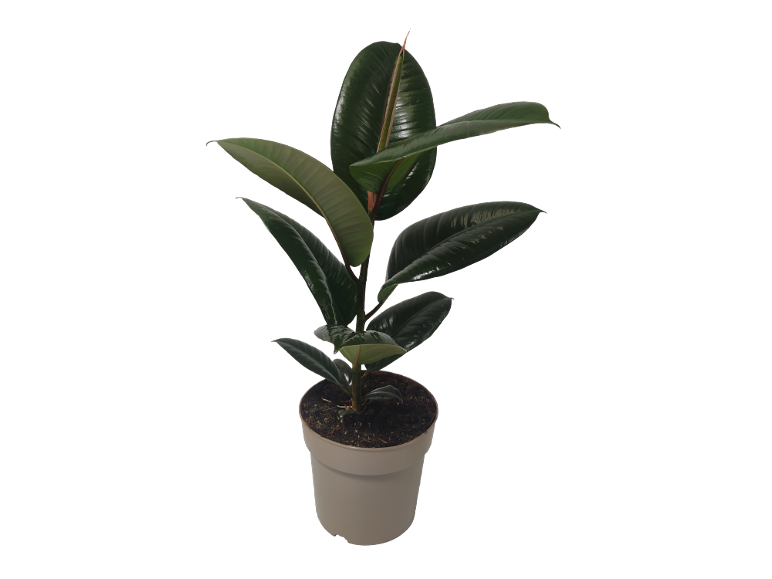 Pianta di gomma in vaso con foglie verde scuro lucide