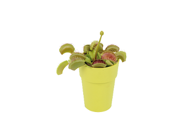 Piante Carnivore