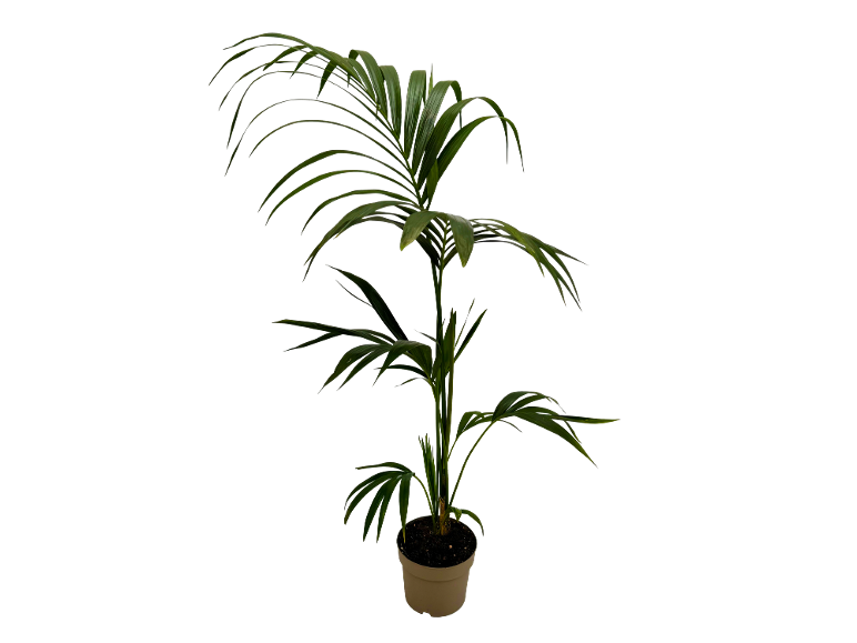 Pianta di palma da interno in vaso beige.