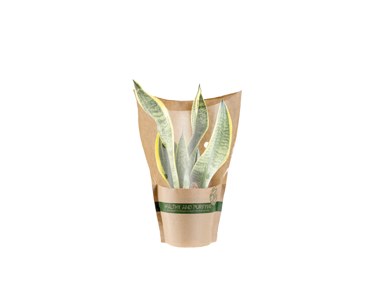 Pianta di sansevieria in confezione di carta marrone con scritta 'HEALTHY AND PURIFYING'