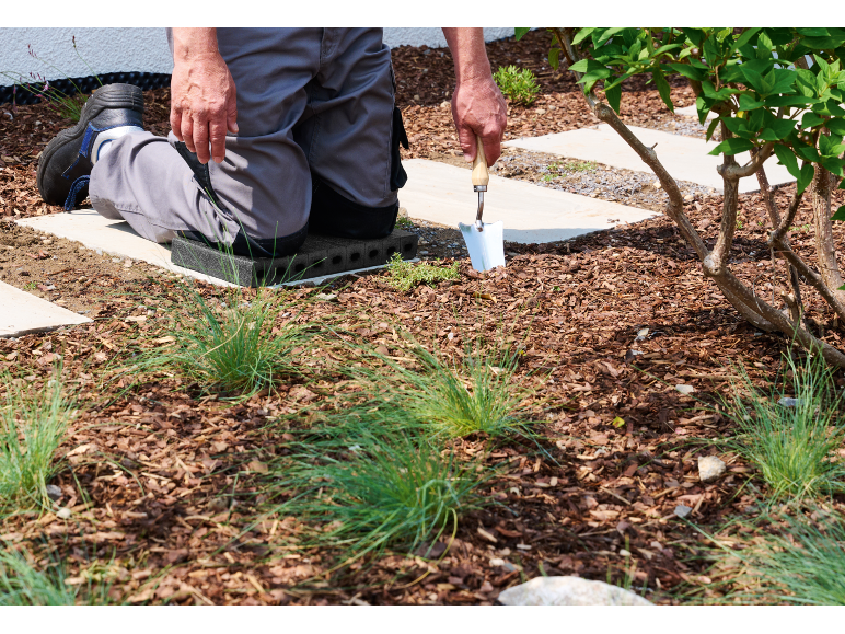 Uomo inginocchiato su un cuscino, che pianta con una paletta.