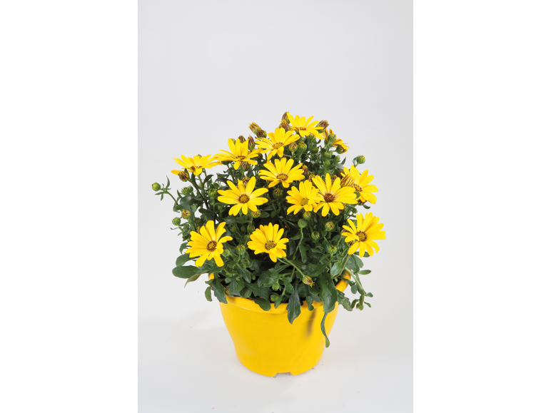 Margherite gialle vivaci in un vaso giallo.