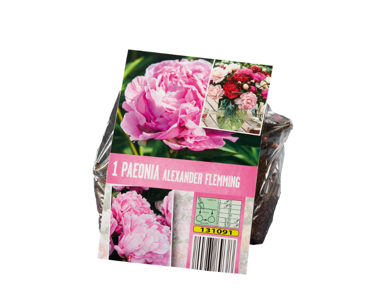 Paeonia Alexander Flemming con istruzioni per la semina e codice a barre.