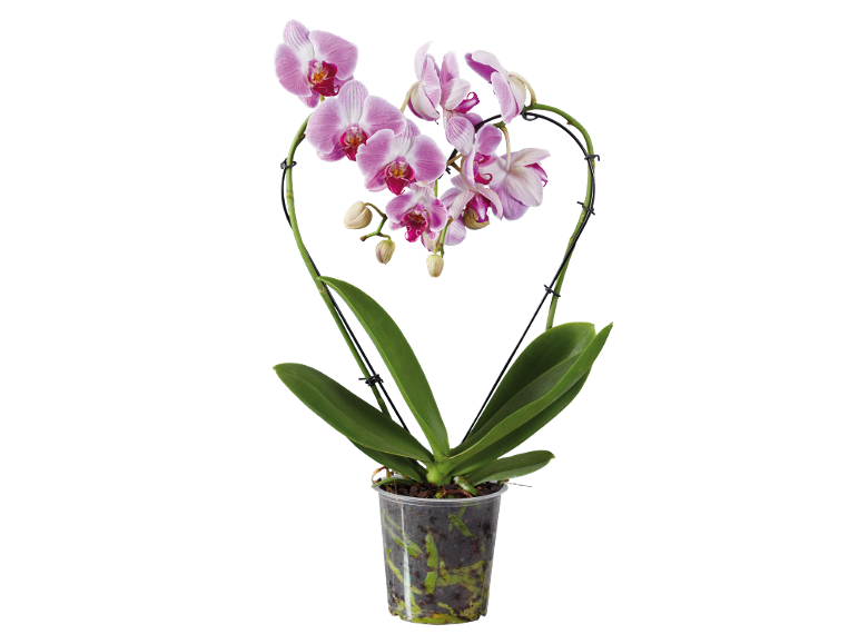 Orchidea rosa in vaso trasparente con supporto a forma di cuore su sfondo nero.