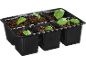 Vassoio nero per semina con sei scomparti, riempito di terra e giovani piante di basilico.