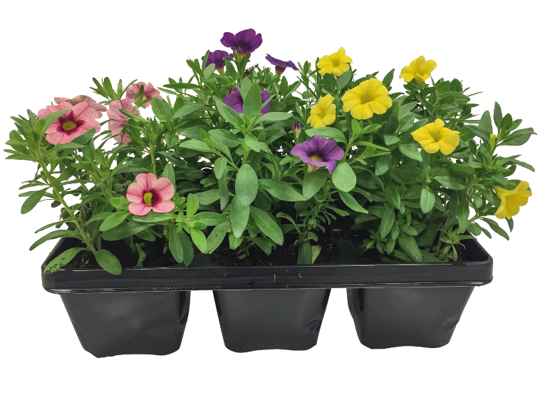 Piante fiorite  in offerta da Lidl
