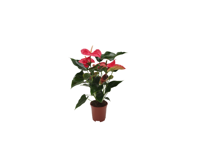 Pianta di anthurium rosso in vaso marrone.