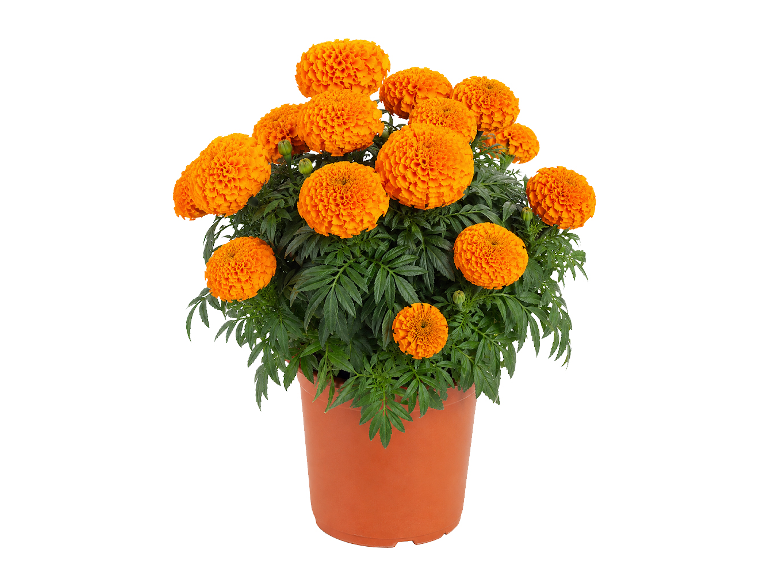 Vaso di calendule arancioni vivaci con fiori in fiore e fogliame verde lussureggiante.