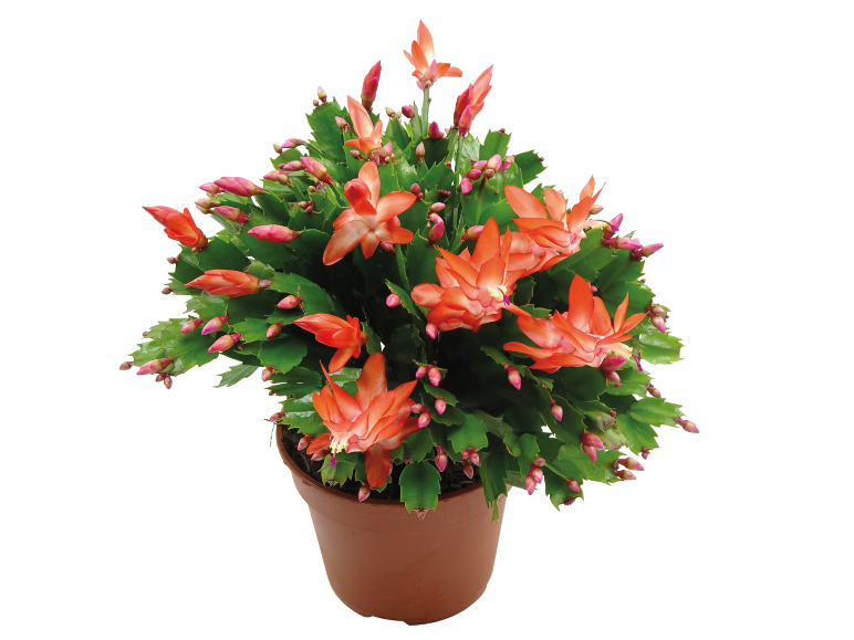 Pianta di cactus di Natale in vaso marrone con fiori e boccioli arancioni.