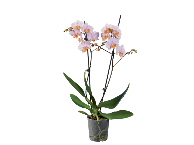 Orchidea Phalaenopsis con fiori rosa chiaro e arancioni in un vaso trasparente.