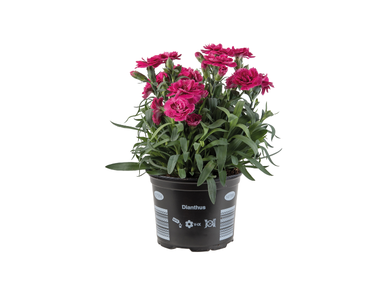 Pianta di garofano con fiori fucsia in un vaso nero con l'etichetta 'Dianthus'.