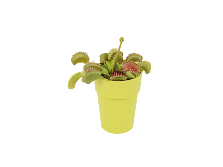 Pianta carnivora dionea in un vaso verde lime su sfondo bianco.