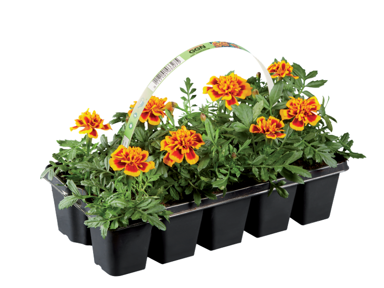 Vassoio di sei vasi di calendule con fiori arancioni e gialli, con etichetta per l'irrigazione.