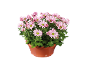 Margherite rosa in vaso di plastica marrone su sfondo nero.