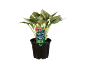 Pianta Hosta in vaso nero con etichetta prodotto verde e rossa.