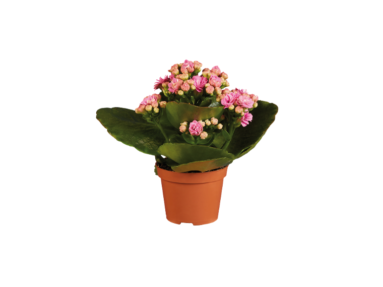 Pianta in vaso con fiori rosa e foglie verdi