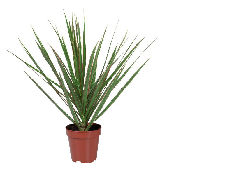 Pianta di dracena con foglie verdi e bordi rossi in un vaso marrone.