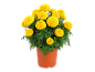 Pianta di calendula in vaso con vivaci fiori gialli e fogliame verde su sfondo nero.