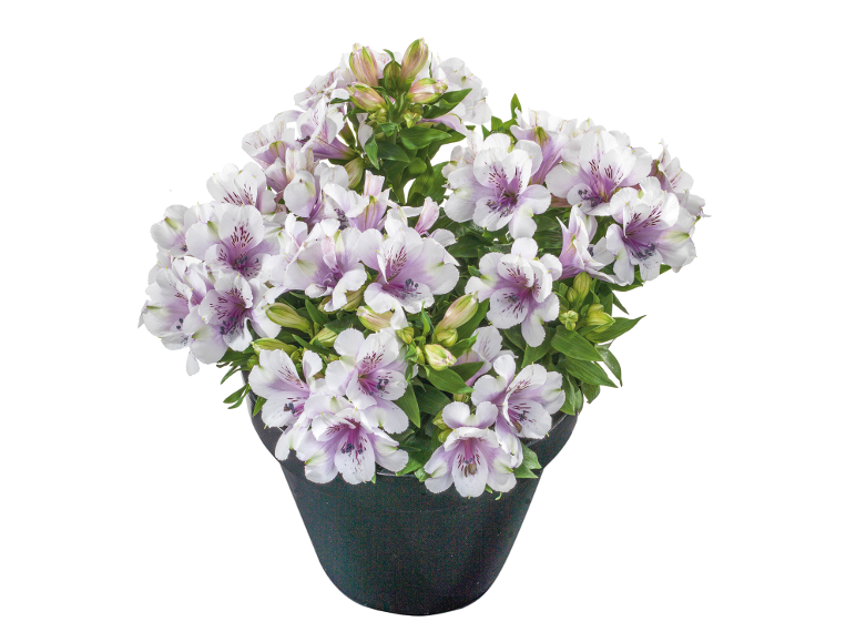 Pianta di alstroemeria bianca e lilla in vaso nero.