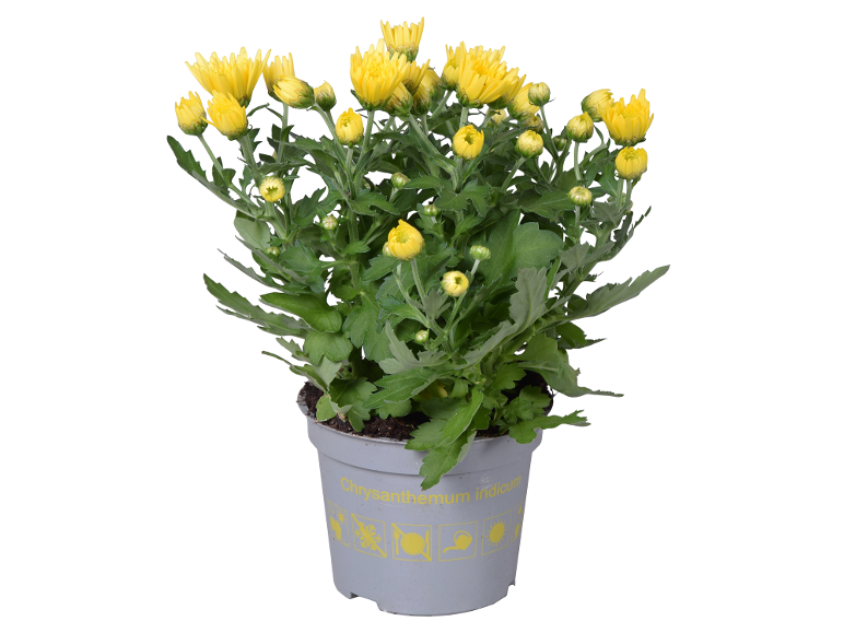 Vaso di crisantemi gialli con la scritta 'Chrysanthemum indicum'